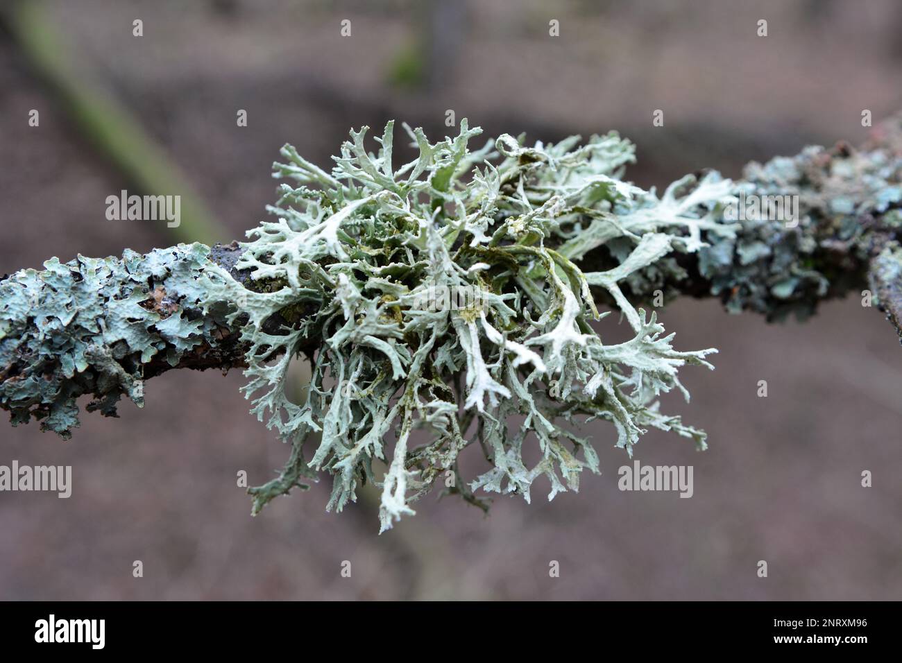 Lichen Evernia prunastri from the genus Evernia of the family Parmeliaceae (Parmeliaceae) grows in the wild Stock Photo