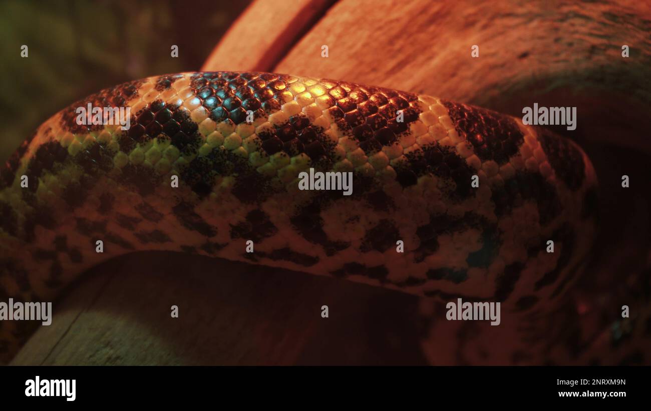 A large reticulated python crawls along the branches of a tree. 4k ...