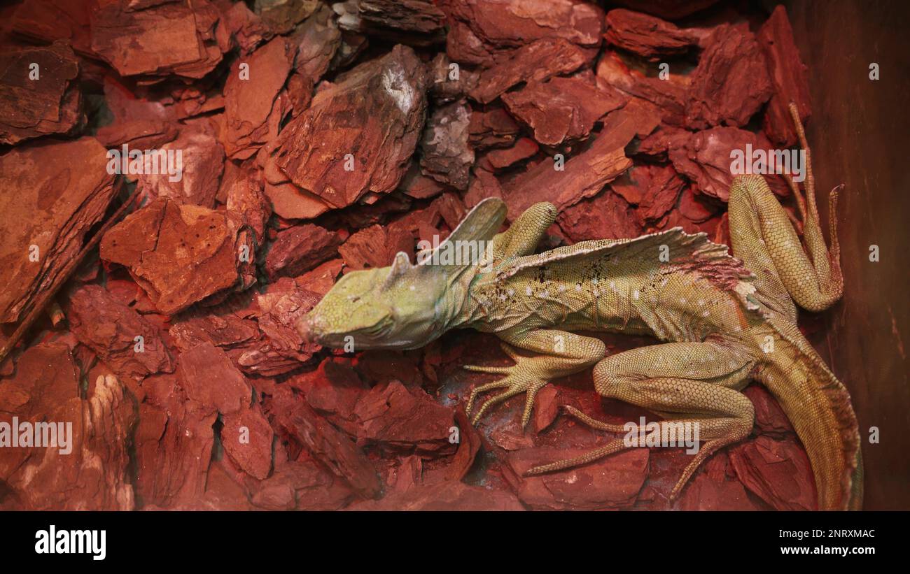 4k close-up of a chameleon lizard in the forest. The lizard moved its eye. The camera focuses on the lizard's eye. Wild nature. Disguised as the envir Stock Photo