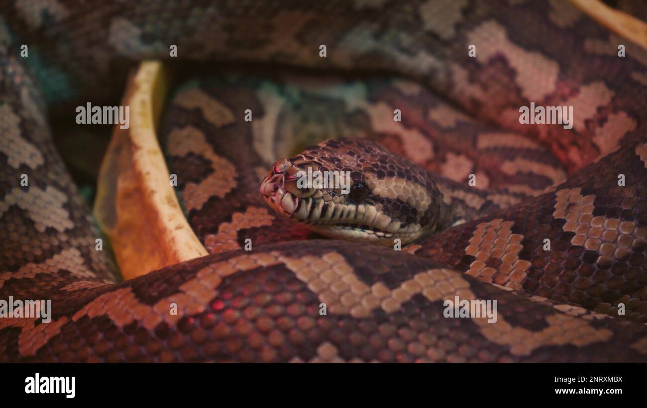 A scaly large reticulated python coiled up in a knot and waits for a victim. A beautiful pattern on the skin shimmers with a rainbow Stock Photo