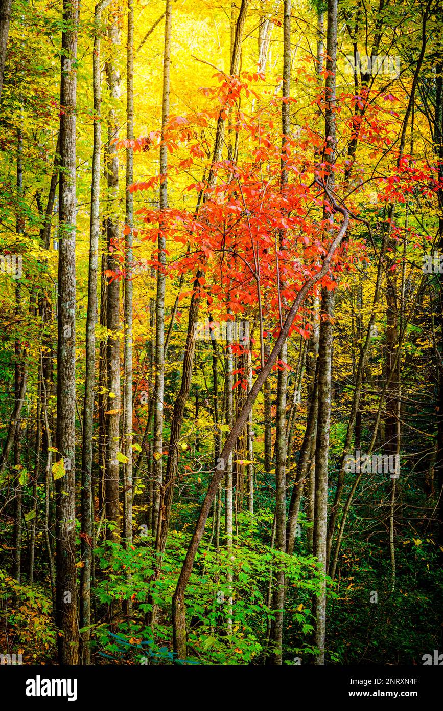 Colorful fall foliage in a forest near Asheville, North Carolina Stock Photo