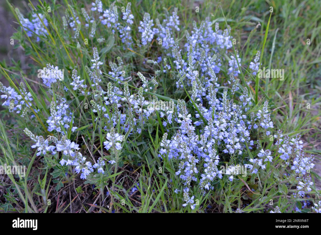 In the spring, Veronica prostrata blooms in the wild among grasses Stock Photo