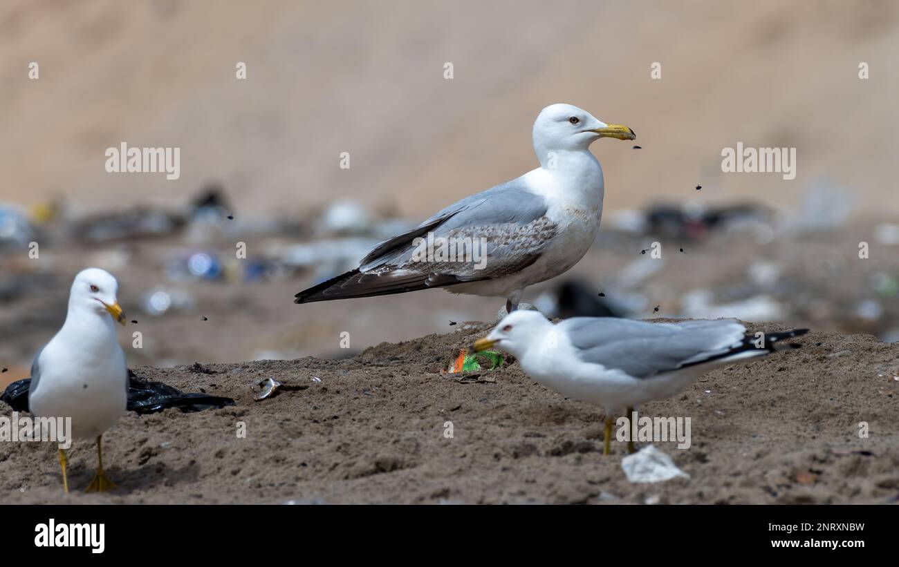 Herring (Larus argentatus) and ringbilled (Larus delawarensis) gulls