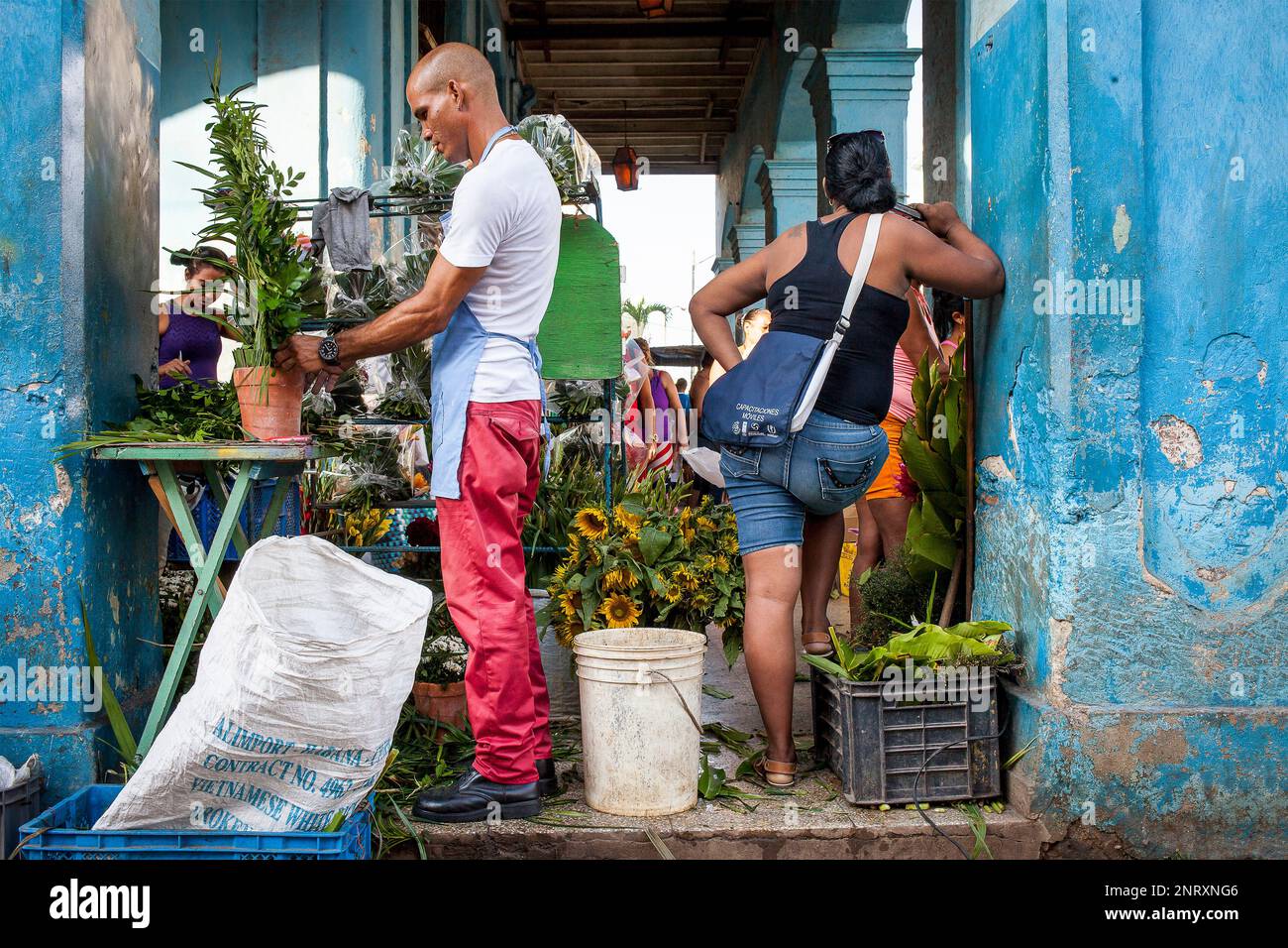 National flower of cuba hi-res stock photography and images - Alamy