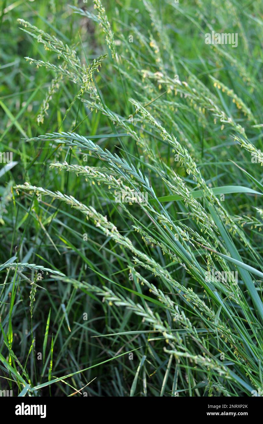 In the meadow, in the wild grows grass and weeds Elymus repens Stock Photo