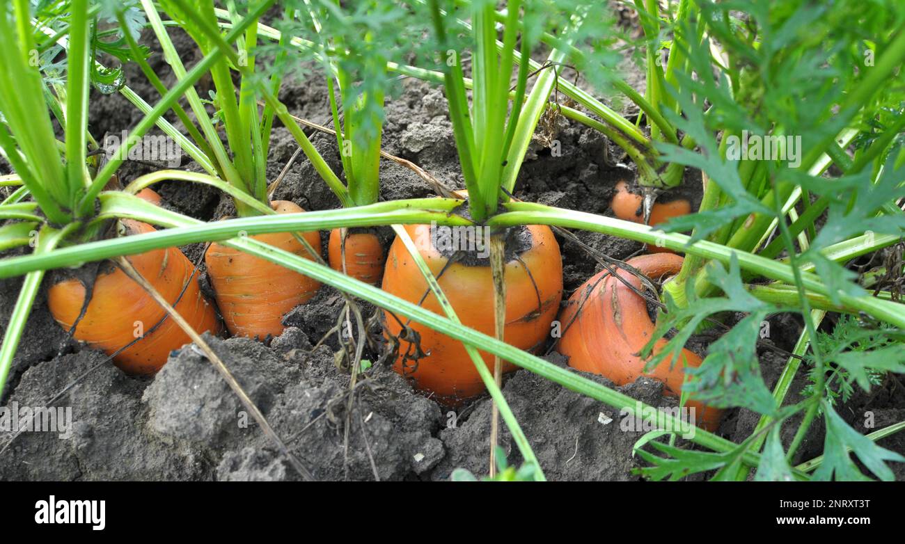 Carrots growing in the garden in open organic soil Stock Photo - Alamy