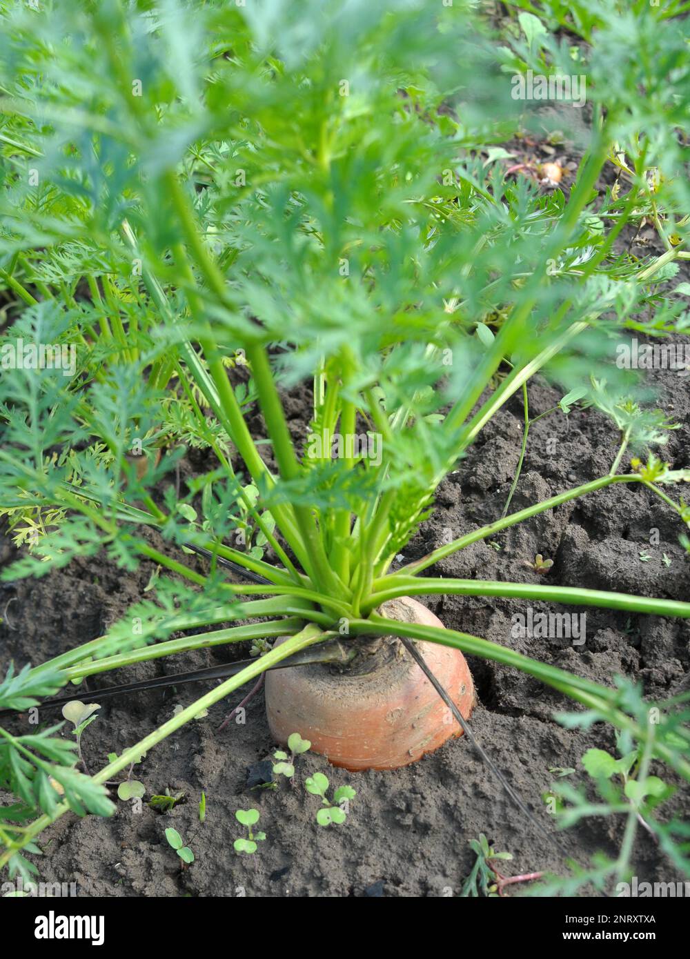 Carrots growing in the garden in open organic soil Stock Photo