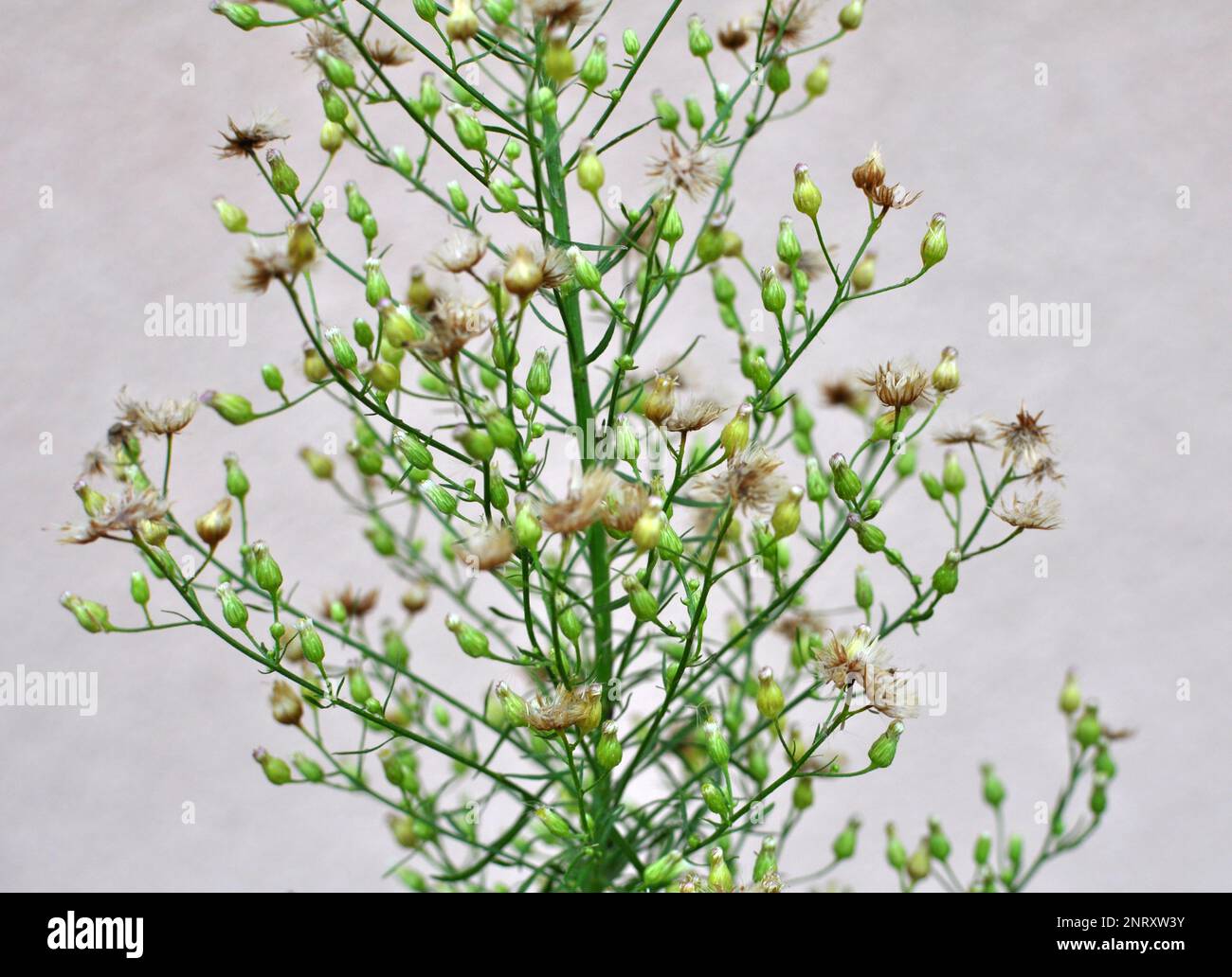 Erigeron canadensis grows in the wild in summer Stock Photo