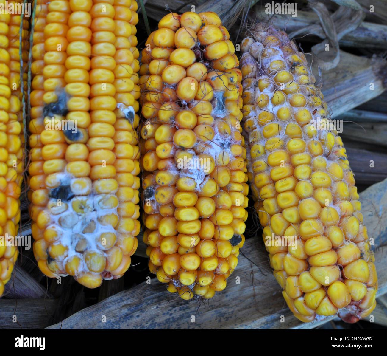 Corn cobs affected by a fungal disease fusarium (Fusarium moniliforme