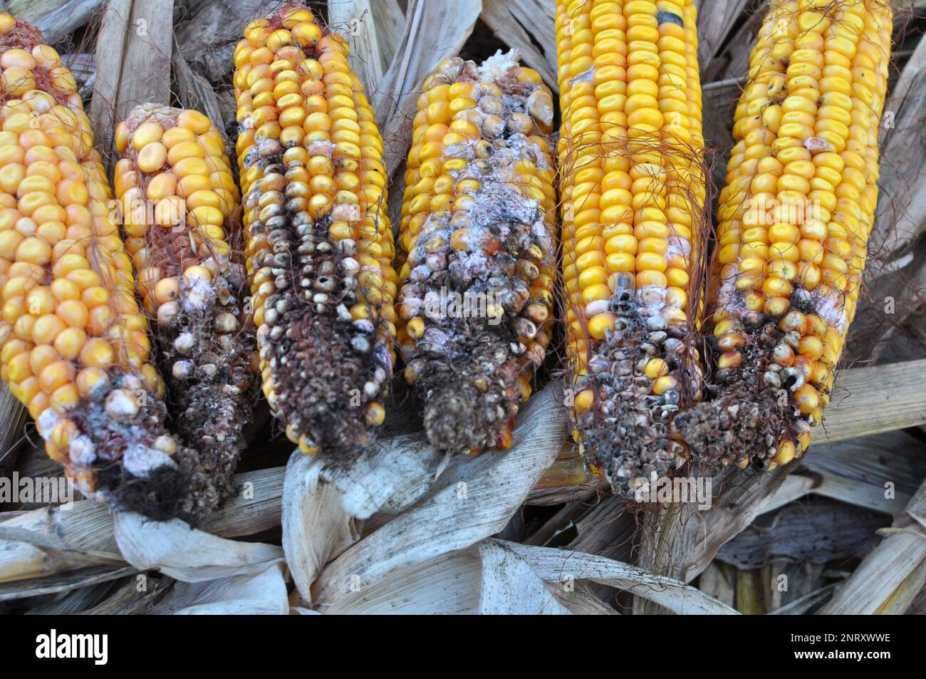 Corn cobs affected by a fungal disease - fusarium (Fusarium moniliforme) Stock Photo