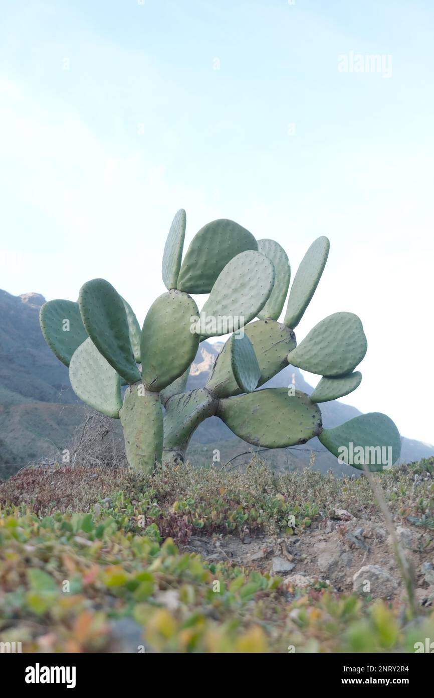 Optuna type of cactus growing wild in mountainous region Stock Photo