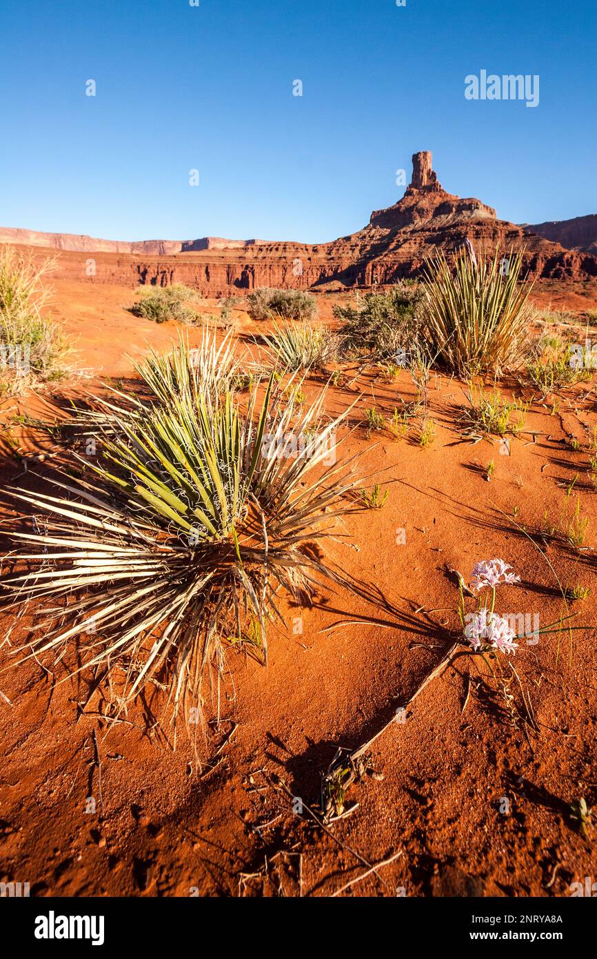 Prairie Onion in Bloom by Narrowleaf Yucca along the Shafer Trail with a Wingate sandstone butte behind.  Moab, Utah. Stock Photo