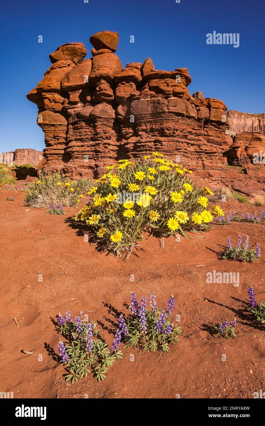 Mules ears flowers hi-res stock photography and images - Alamy