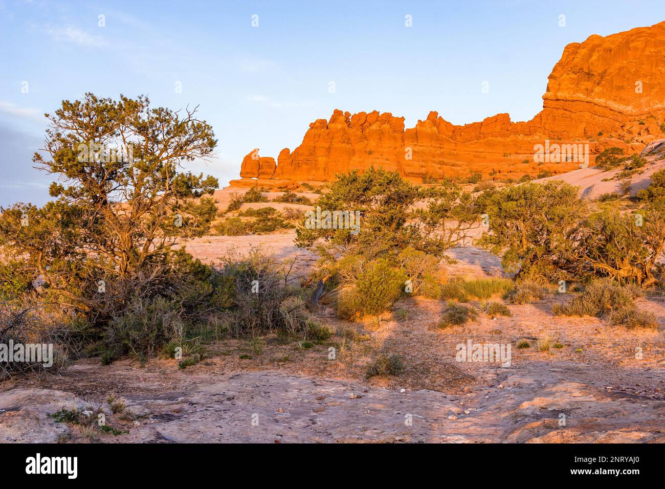 The Entrada sandstone formations of the Navajo Rocks at sunrise near Moab, Utah.  In front are pinyon pine and Utah juniper trees. Stock Photo