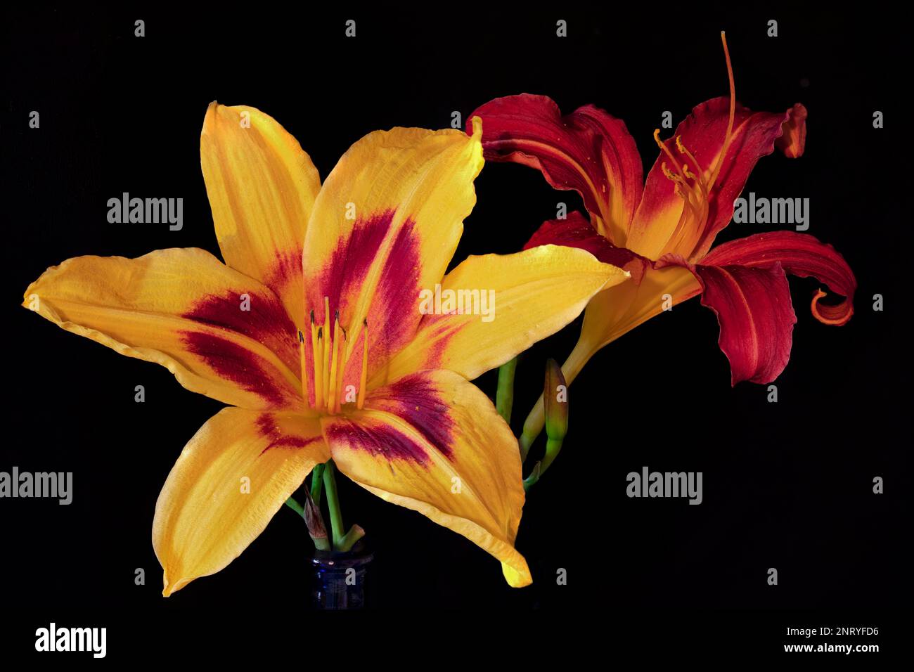 These brilliant wood lilies from our garden look even more vivid against an inky black backdrop. Stock Photo