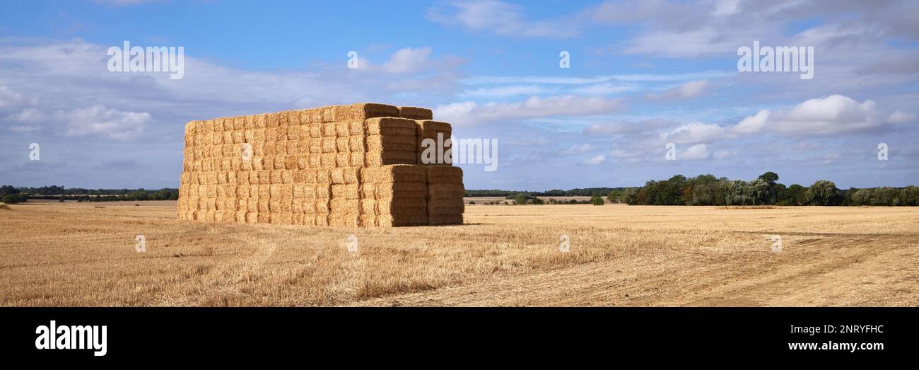 Panorama stubble field with stacked straw bales after harvesting of ...