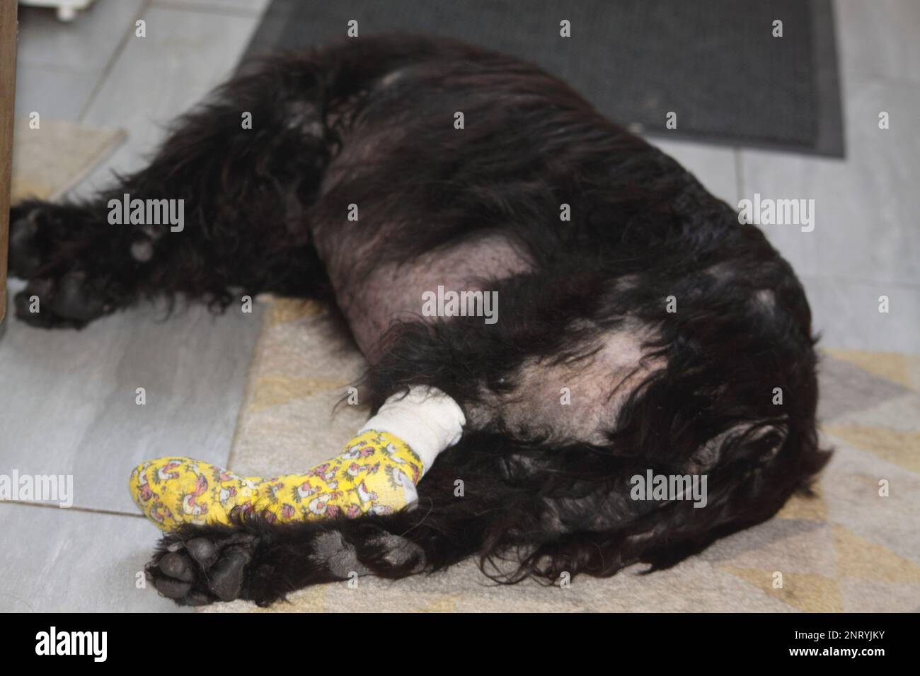 Cocker Spaniel after operation to remove toe Hook Norton Oxfordshire ...