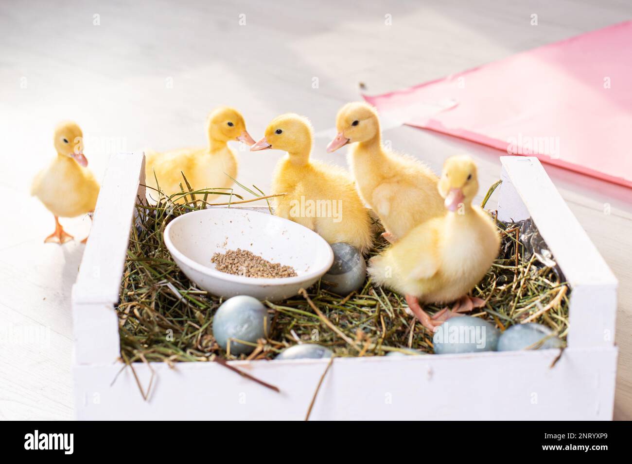 Easter decorated interior with colorfull eggs and ducklings Stock Photo