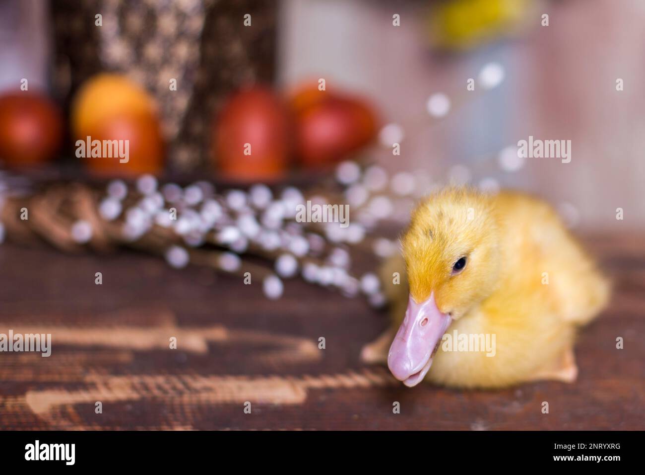 Easter decorated interior with colorfull eggs and ducklings Stock Photo