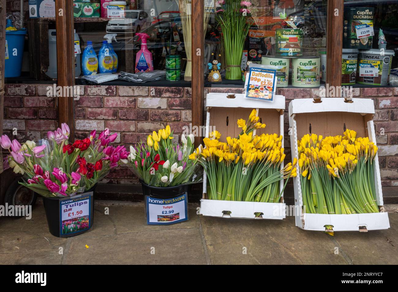 Tulips and daffodils, bunches of spring flowers for sale at a village shop, England, UK Stock Photo