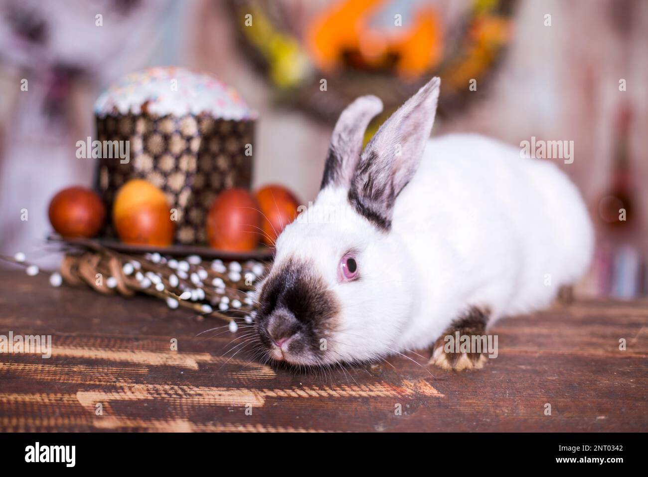 Fluffy foxy white rabbit with Easter eggs Stock Photo