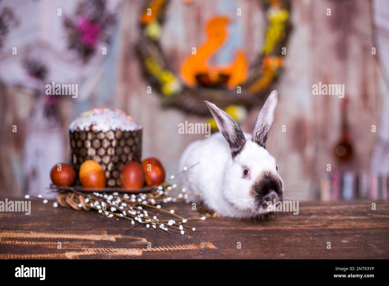 Fluffy foxy white rabbit with Easter eggs Stock Photo