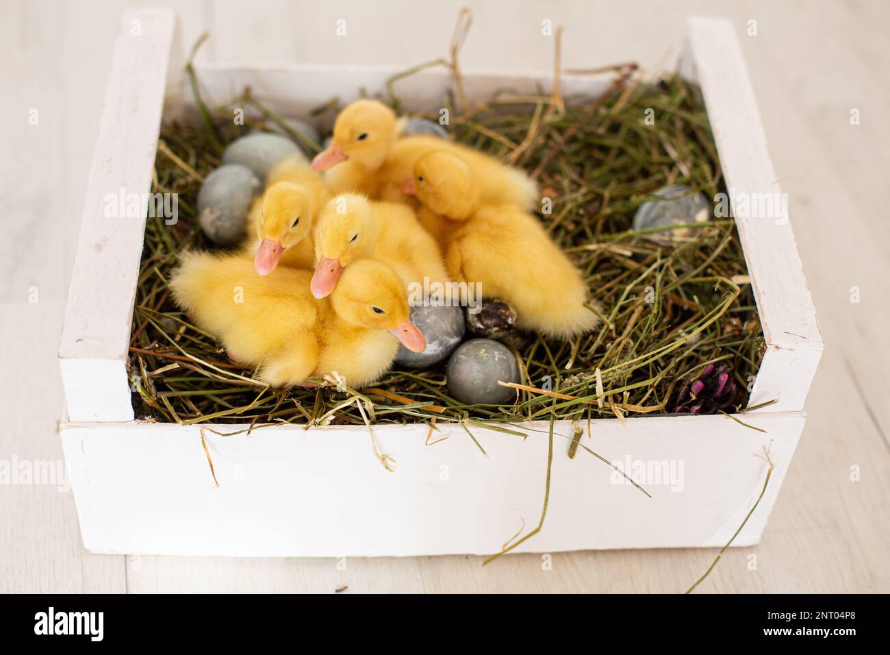 Easter decorated interior with colorfull eggs and ducklings Stock Photo