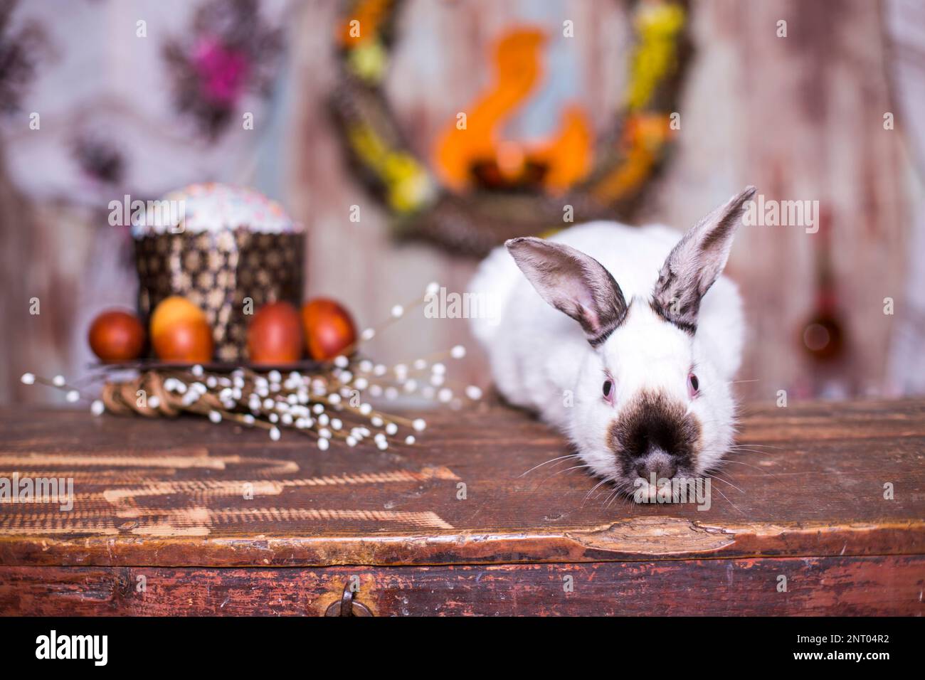 Fluffy foxy white rabbit with Easter eggs Stock Photo