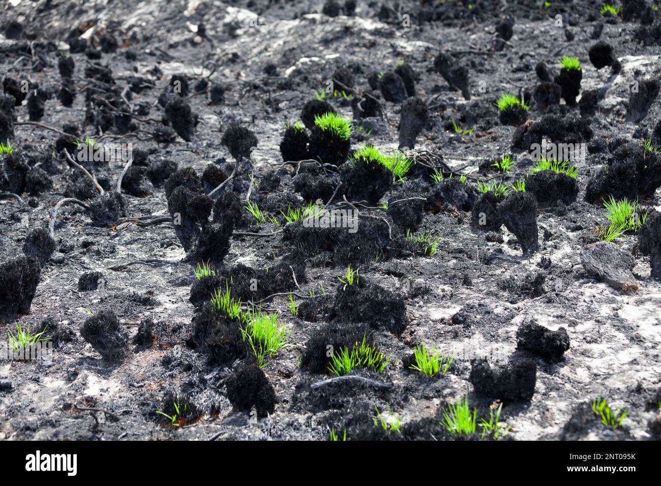 Grass growing back already on top of the charred bog two weeks after the arson attack that occurred in the Monts d'Arrée. Stock Photo
