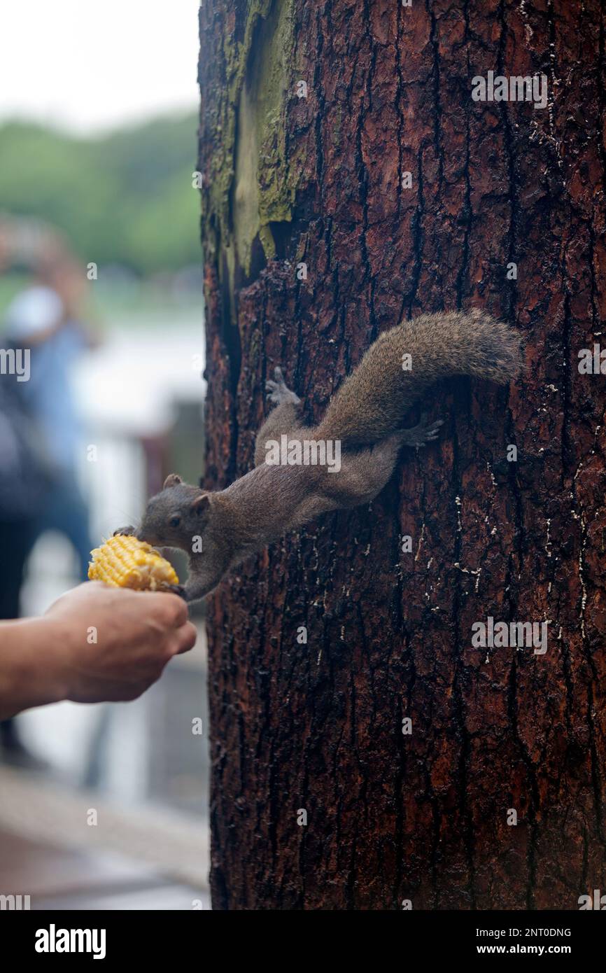 Close-up on a Grey squirrel eating corn from tourist's hand. Stock Photo