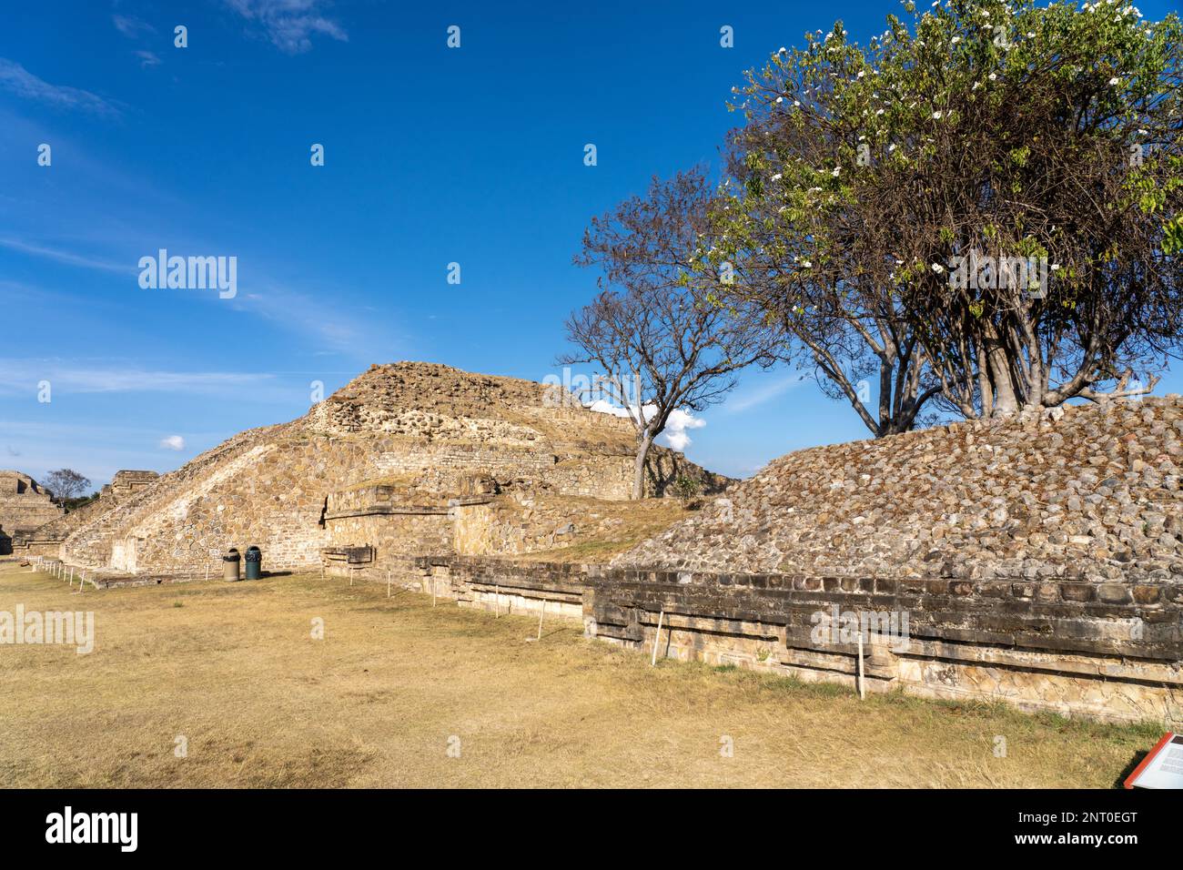 Building P on the east side of the Main Plaza  in the pre-Hispanic Zapotec ruins of Monte Alban in Oaxaca, Mexico.  A cazuate tree or Tree Morning Glo Stock Photo