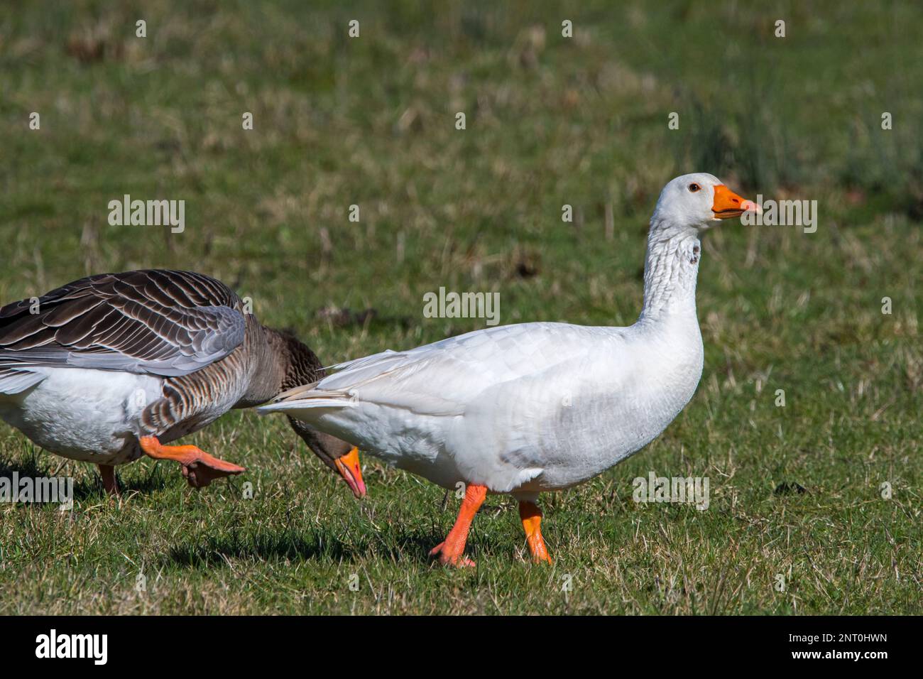 Escaped Emden goose / Embden, German breed of white domestic goose foraging in grassland with greylag goose / graylag geese (Anser anser) in winter Stock Photo