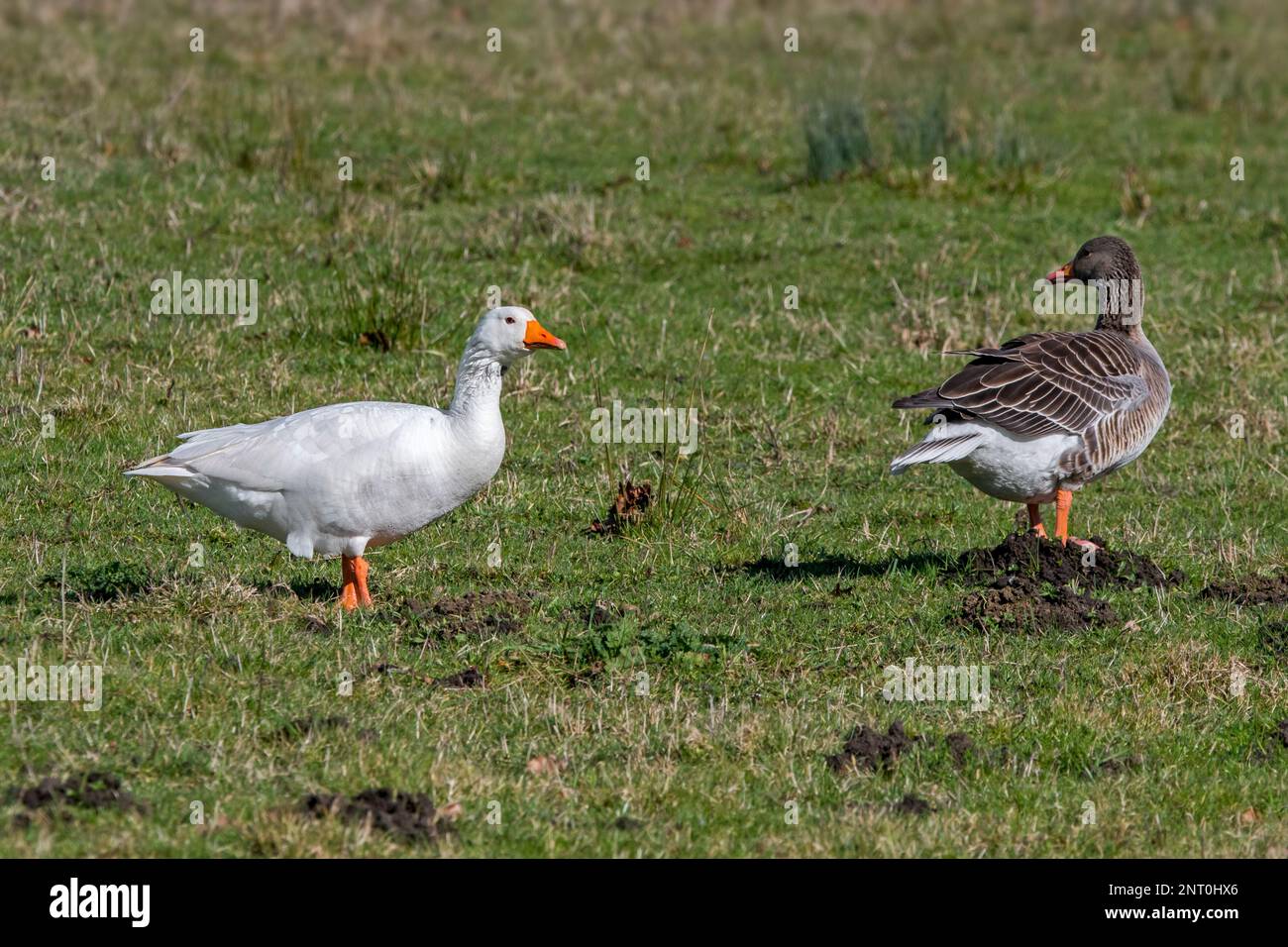 Escaped Emden goose / Embden, German breed of white domestic goose foraging in grassland with greylag goose / graylag geese (Anser anser) in winter Stock Photo
