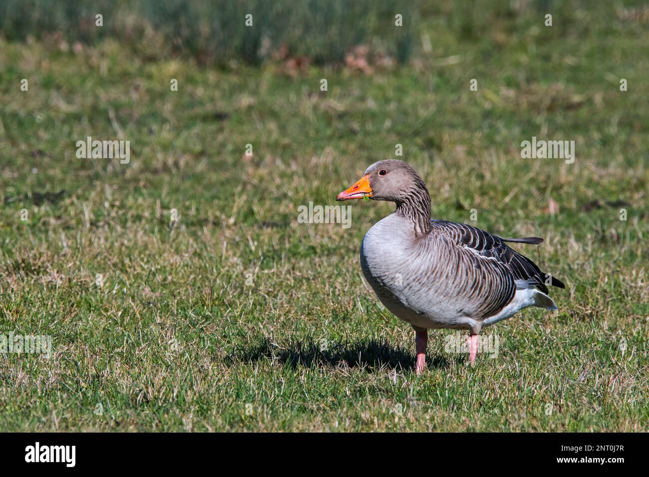 Greylag goose / graylag goose (Anser anser) foraging in field / grassland in winter Stock Photo