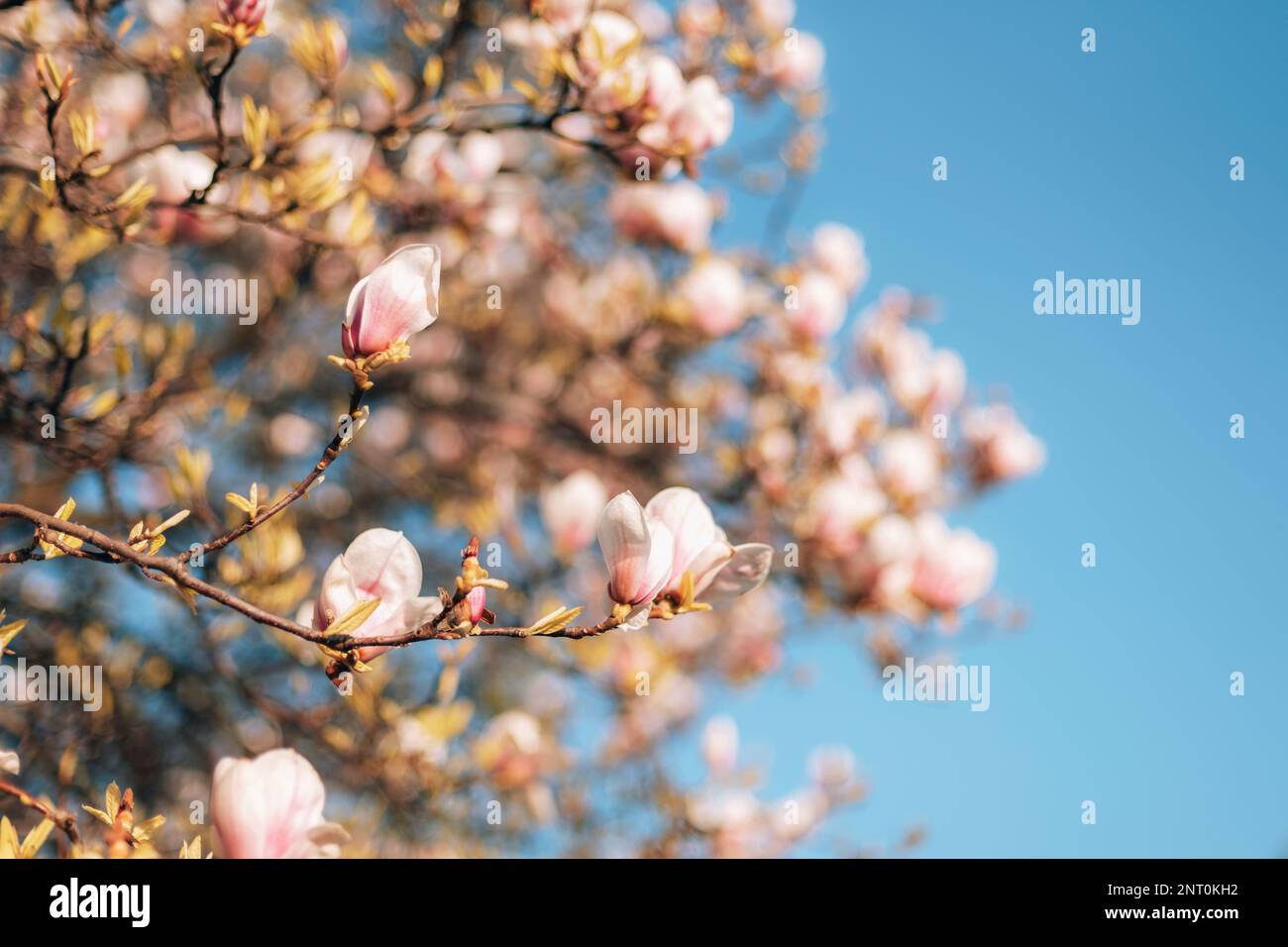 Blooming magnolia branches against blue sky in sunlight. Spring background, selective focus. Stock Photo