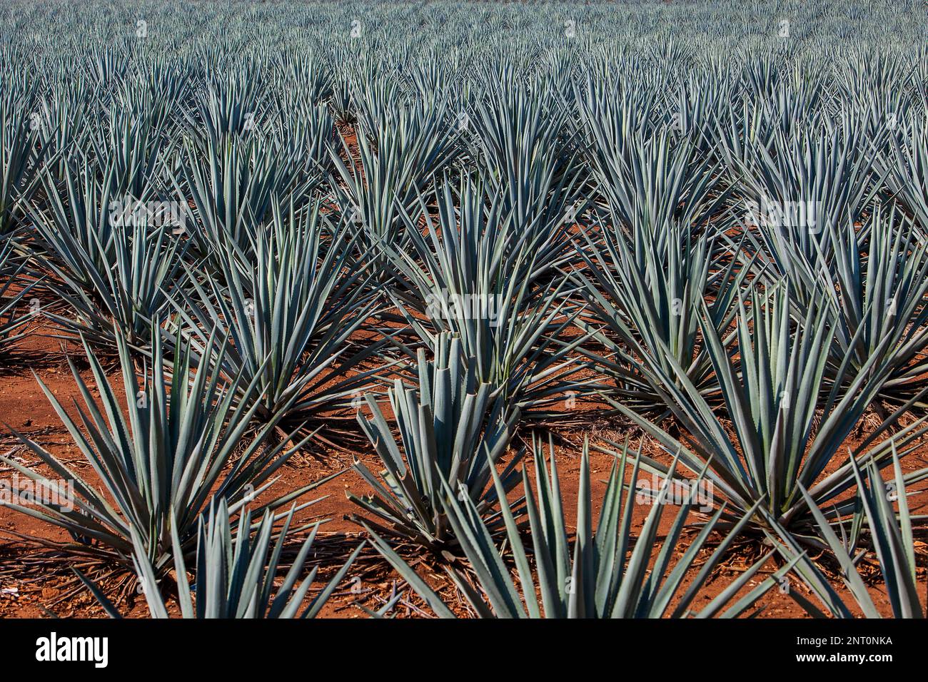 plantation of blue Agave in Amatitán valley,near Tequila City