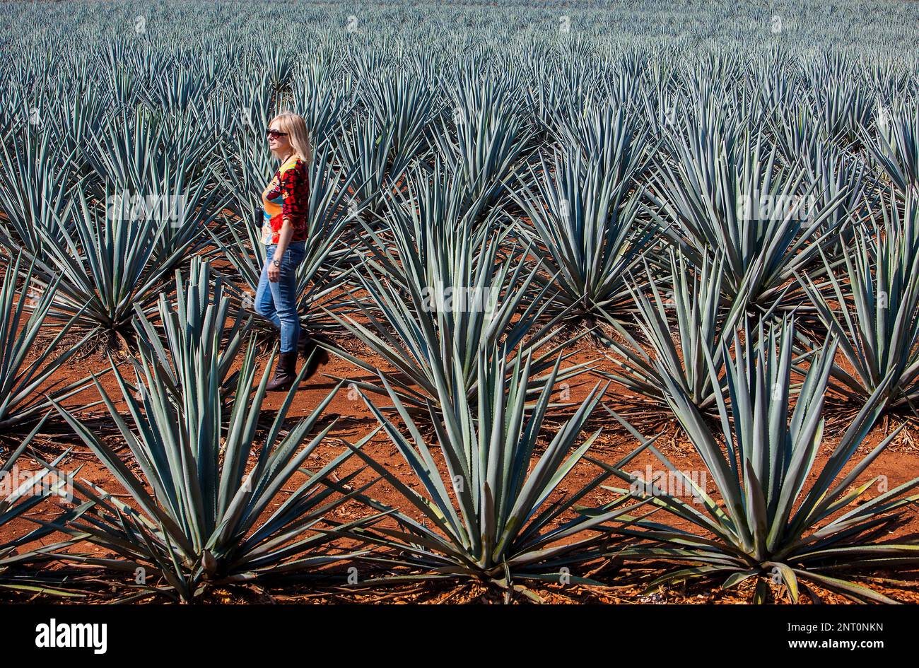 Tourist,plantation of blue Agave in Amatitán valley,near Tequila City