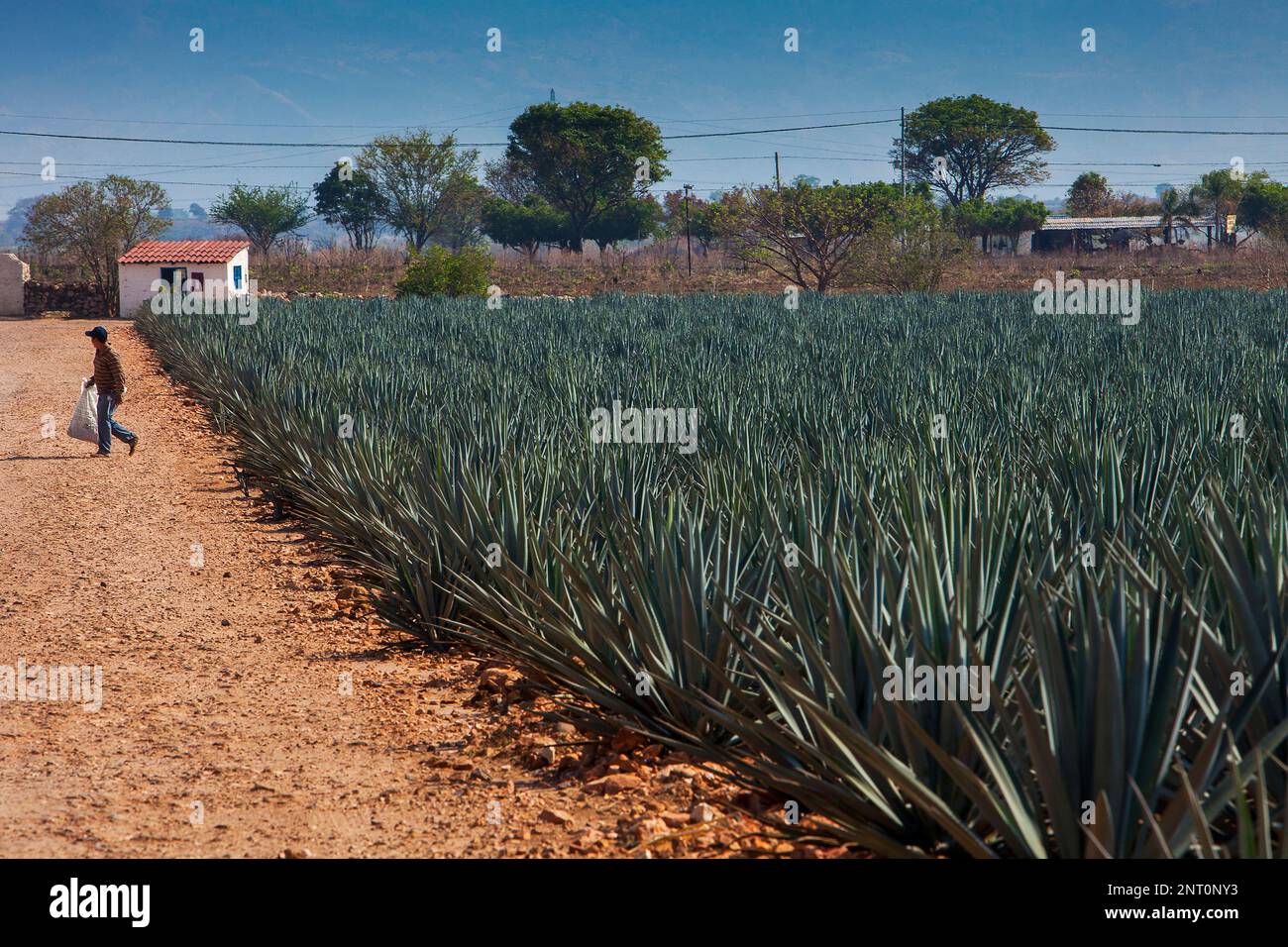 plantation of blue Agave in Amatitán valley, near Tequila City