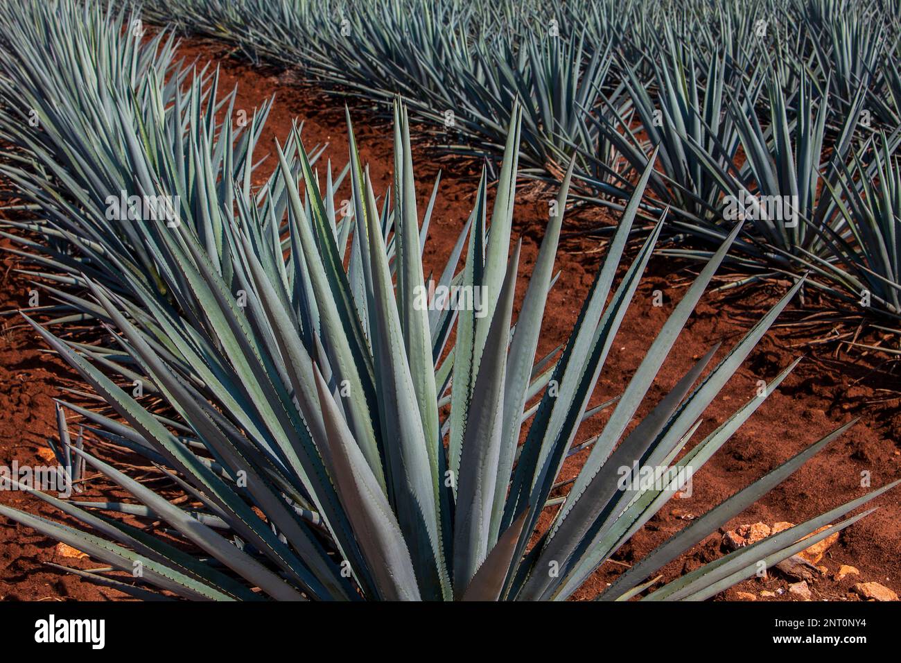 plantation of blue Agave in Amatitán valley, near Tequila City