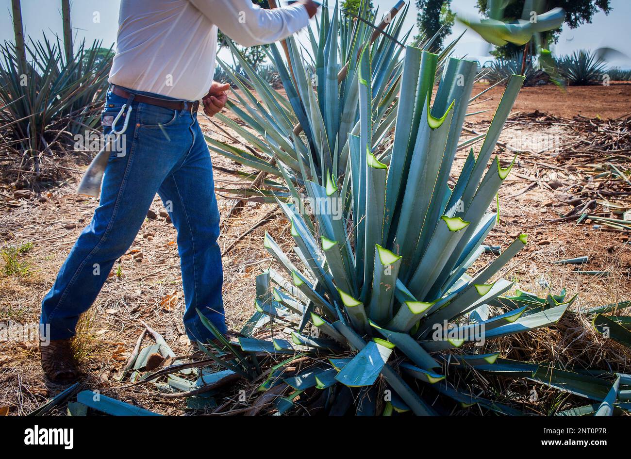 Harvesting Agave.plantation of blue Agave in Amatitán valley, near