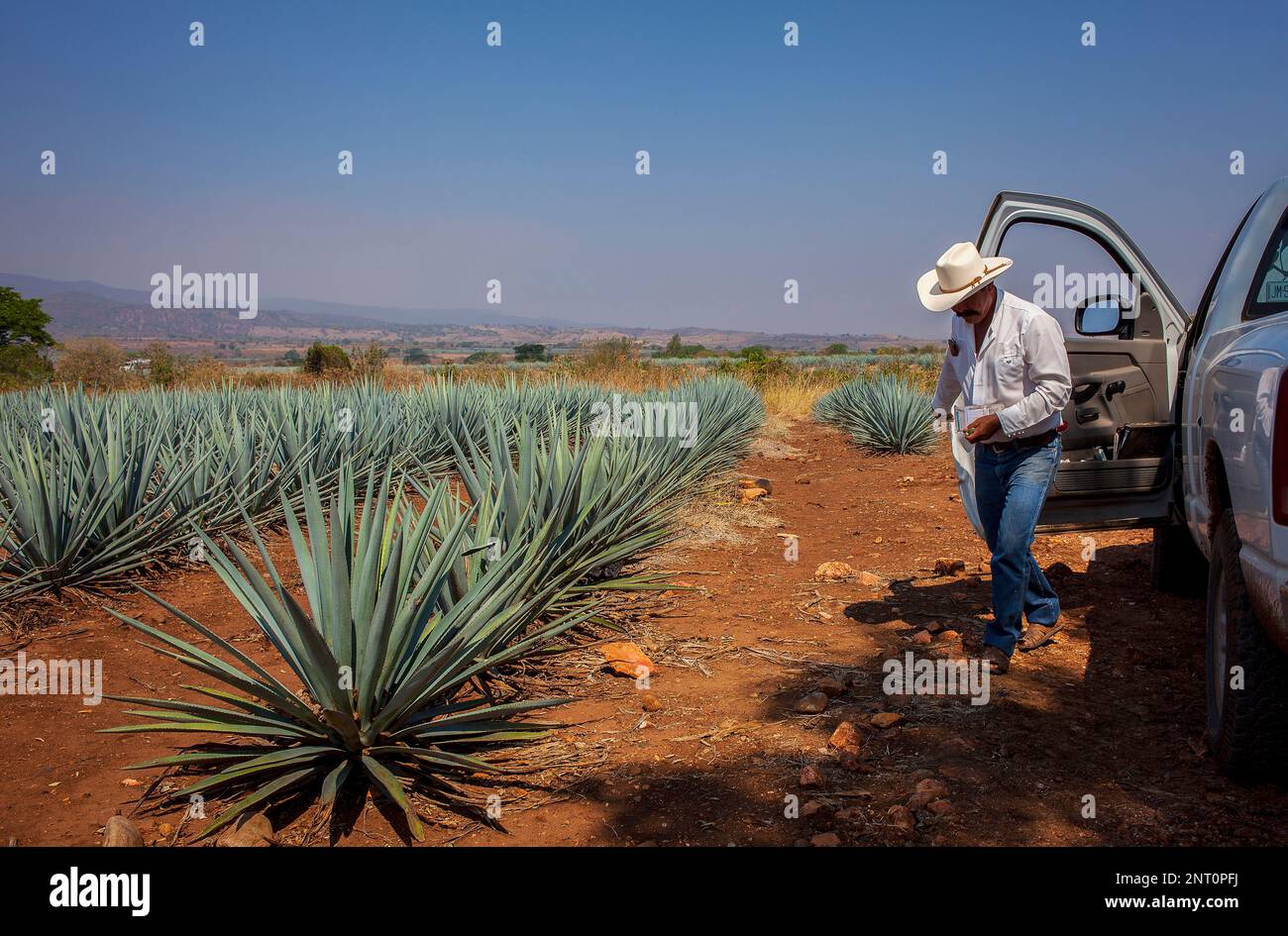 plantation of blue Agave in Amatitán valley, near Tequila City