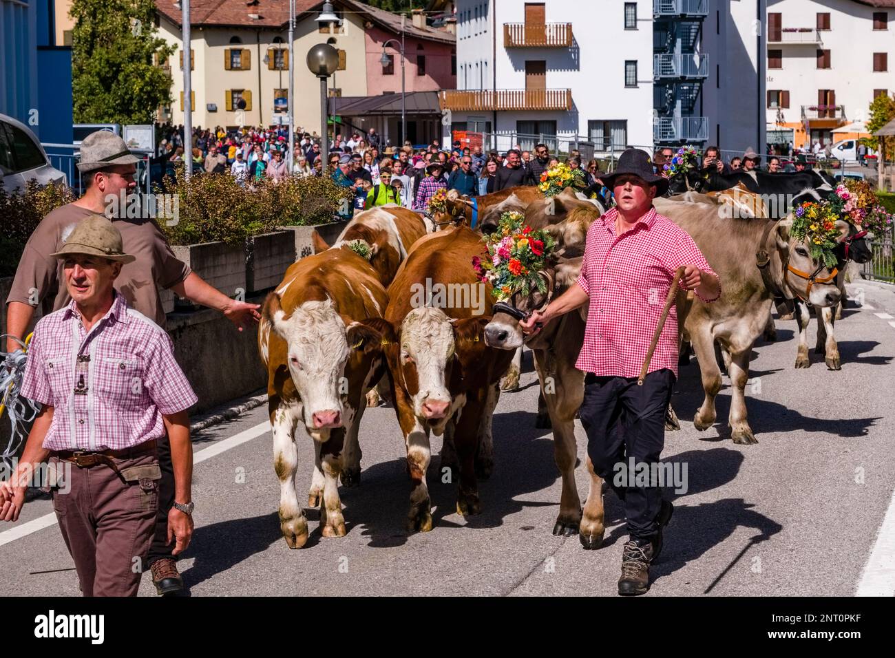 Cowherds guiding the cow herd through the village of Fai della Paganella during the Almabtrieb, the cattle drive from the mountain pasture. Stock Photo