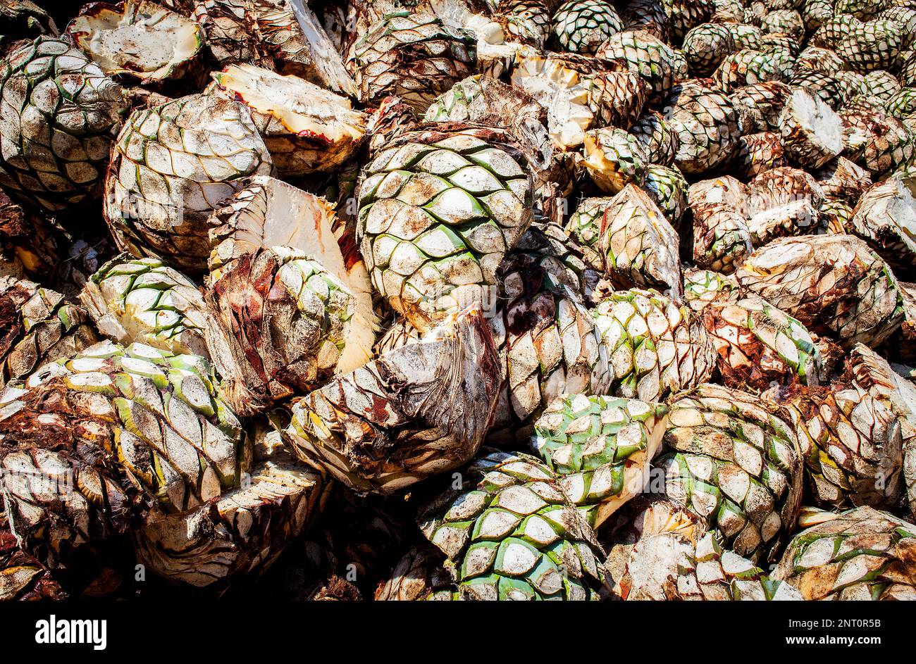 Agave ready to bake, Jose cuervo tequila distillery in tequila village