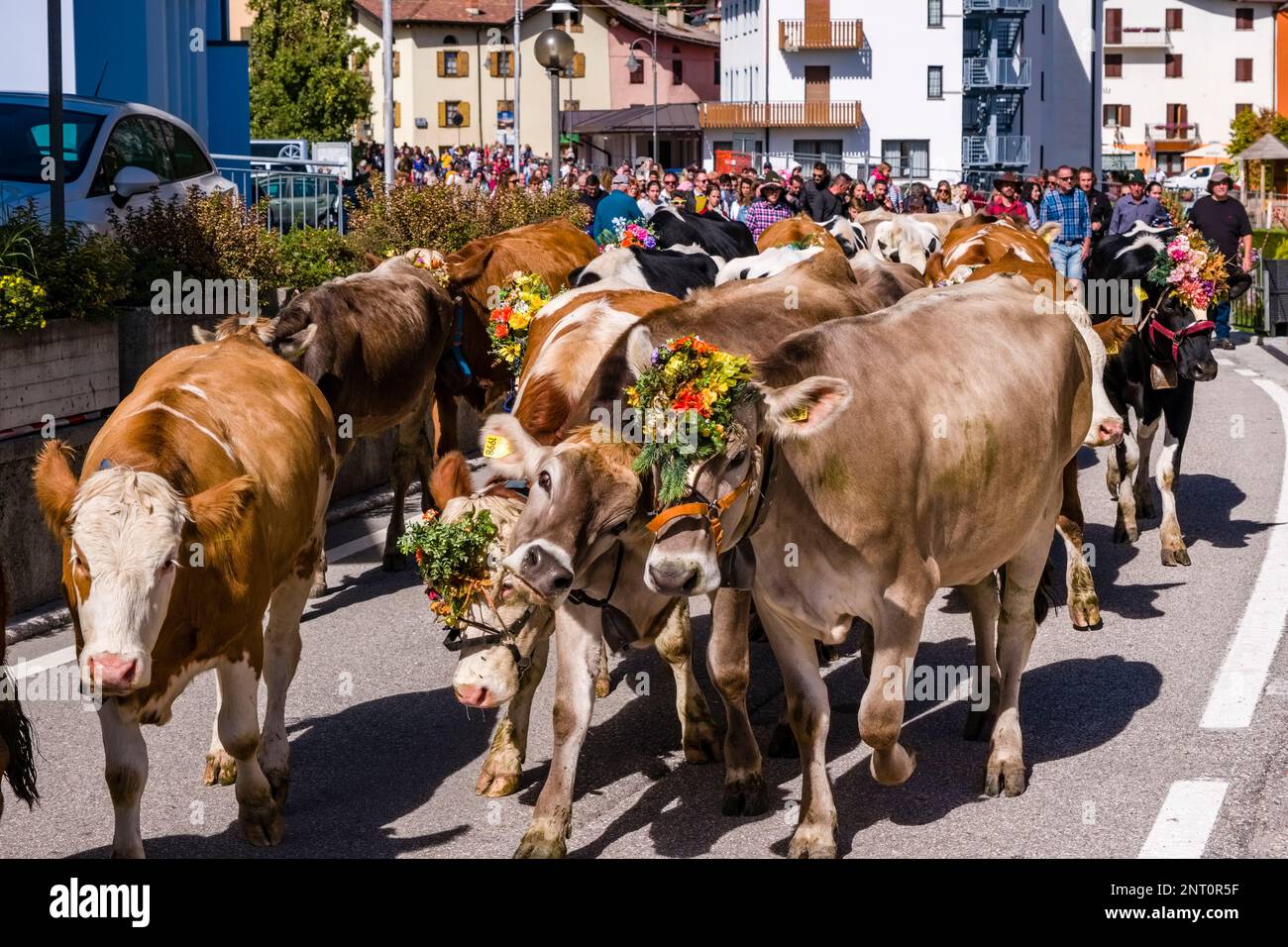 Cowherds guiding the cow herd through the village of Fai della Paganella during the Almabtrieb, the cattle drive from the mountain pasture. Stock Photo