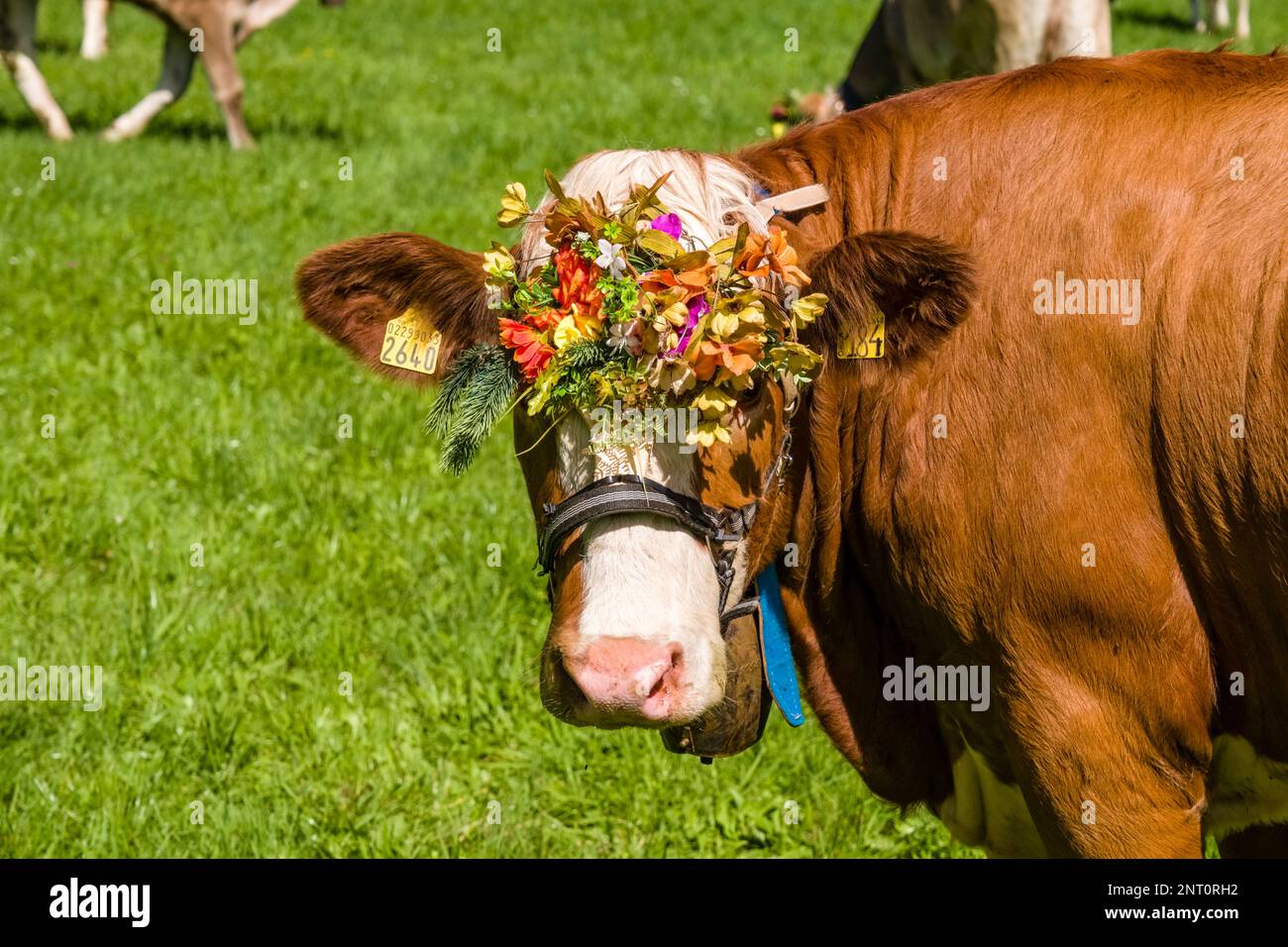 Beautifully decorated cow during the Almabtrieb, the cattle drive from the mountain pasture, in the village of Fai della Paganella. Stock Photo