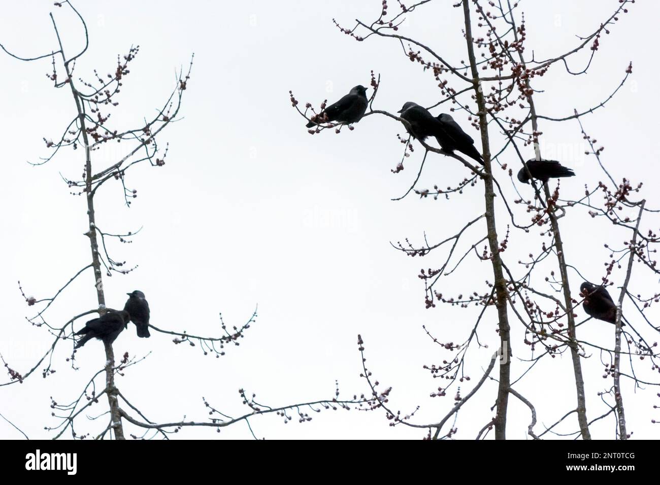 A group of crows sit on a tree branch without leaves Stock Photo - Alamy