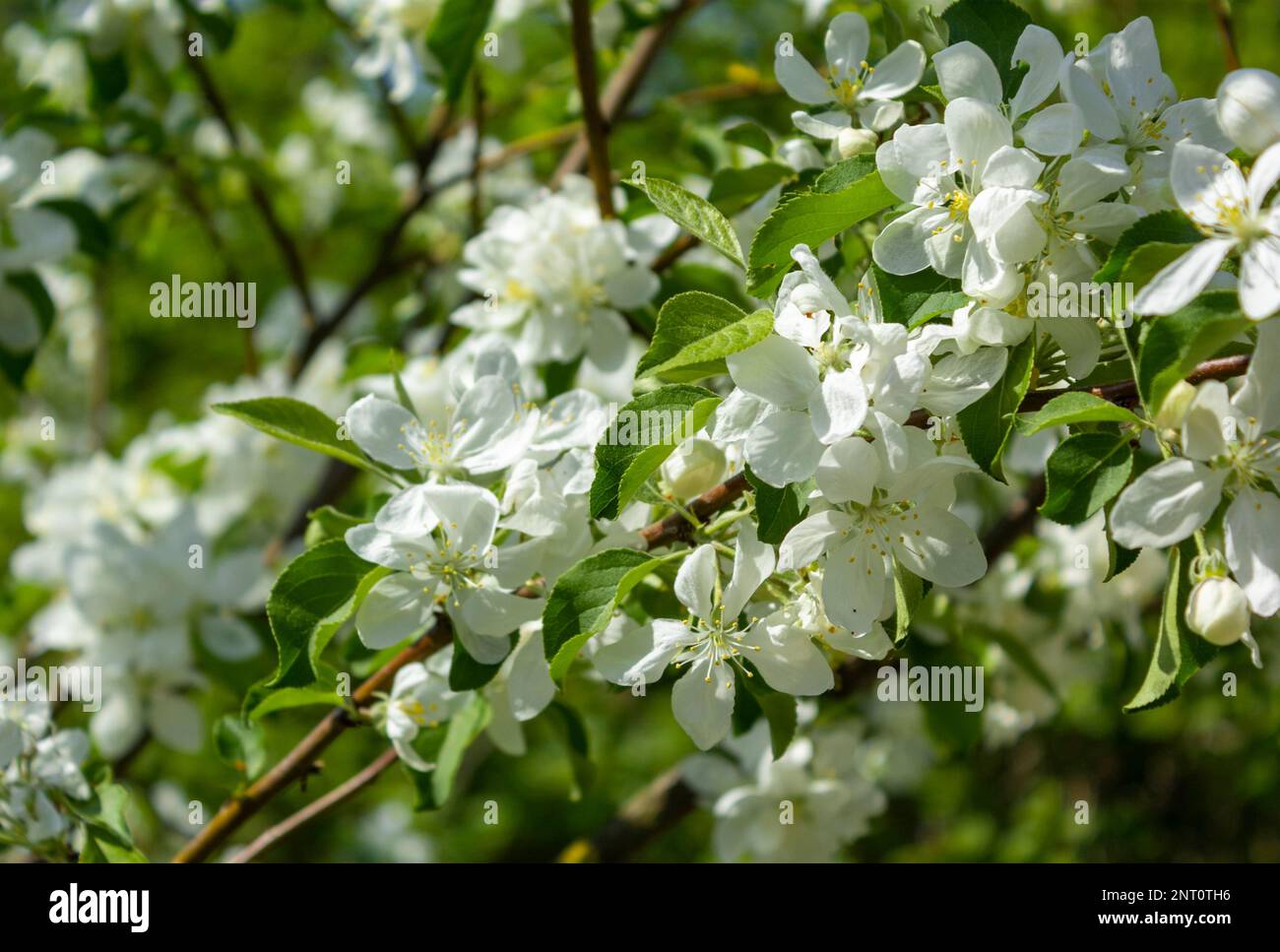 Mock orange, Philadelphus, blooming in spring in the garden Stock Photo