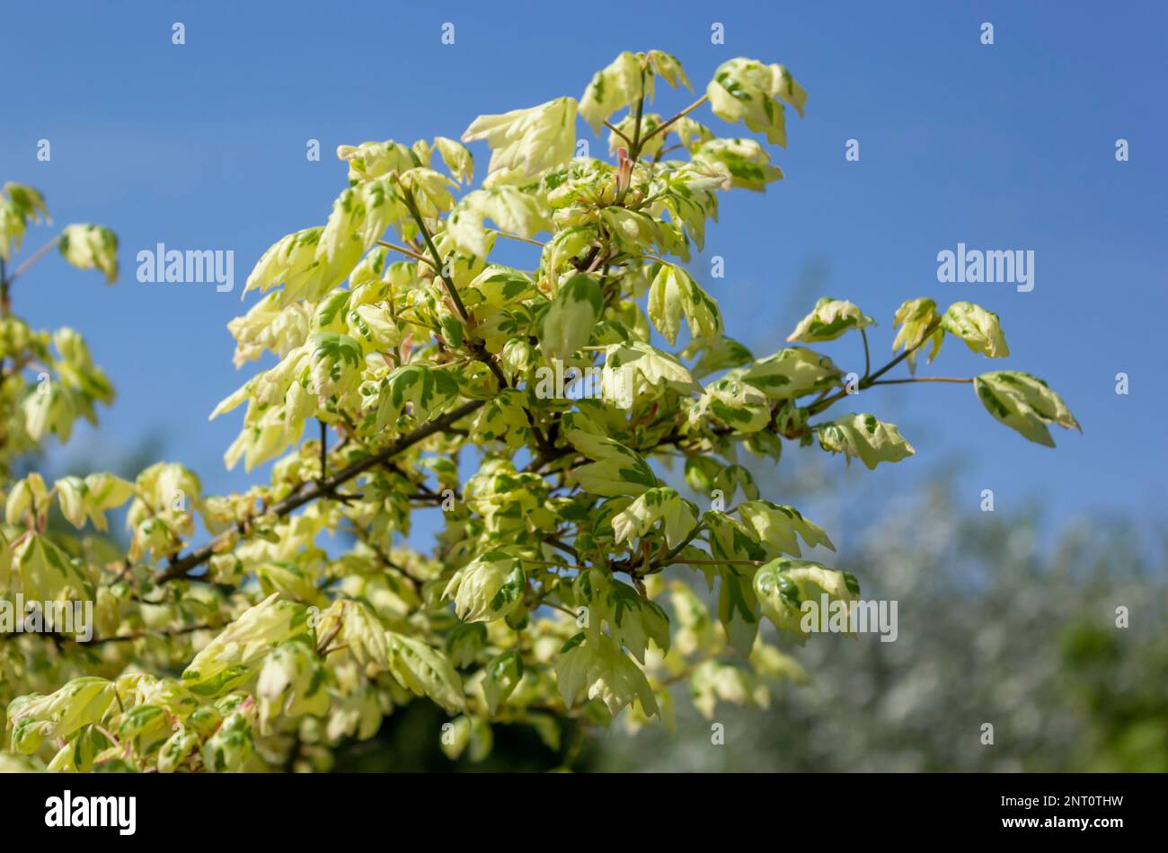 Ash-leaved maple in spring in its natural habitat. Spring fresh leaves and flowering, beautiful nature, close-up Stock Photo