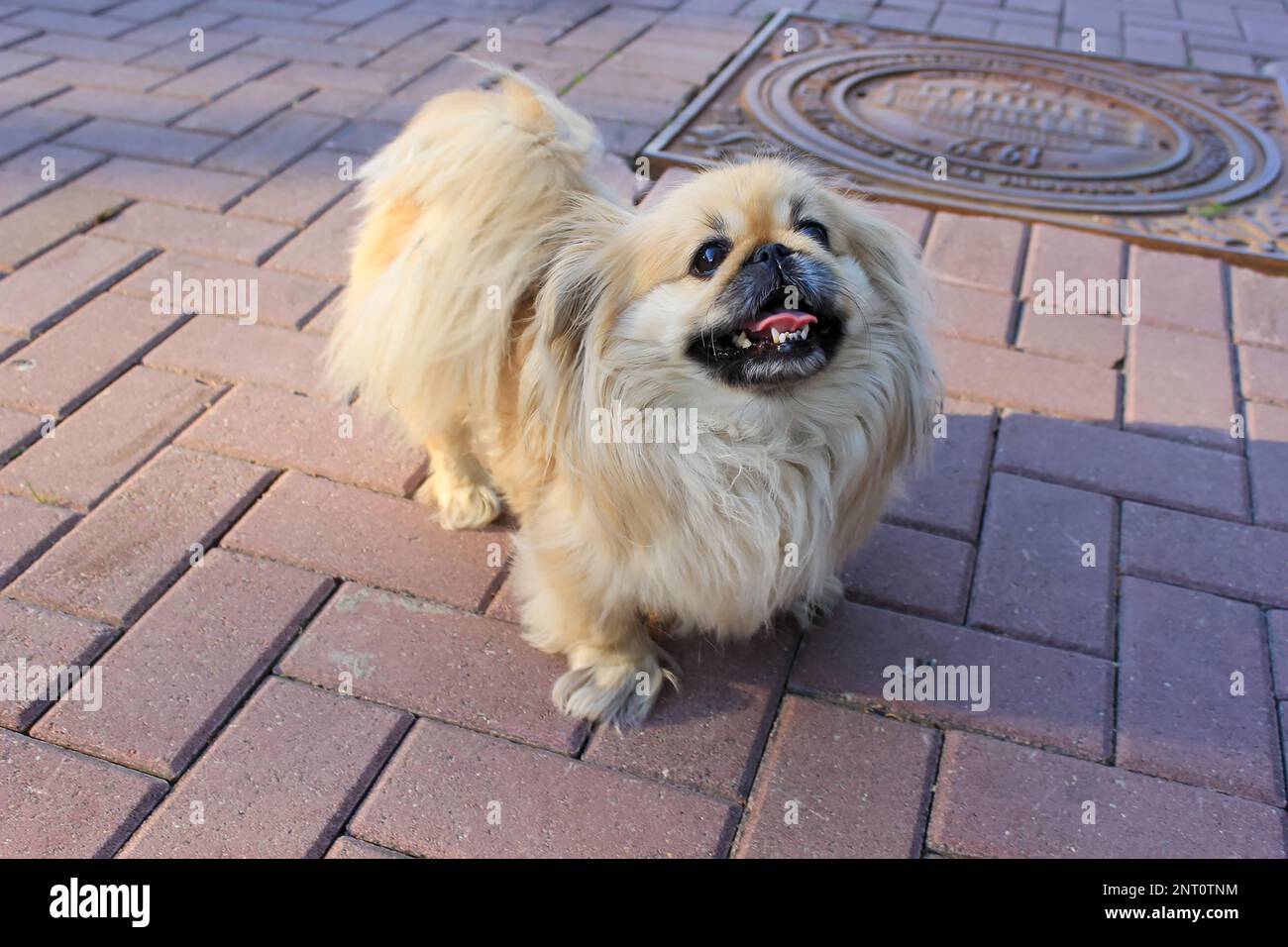 Cute mixed breed Pomeranian Pekingese puppy on the sidewalk in the city Stock Photo