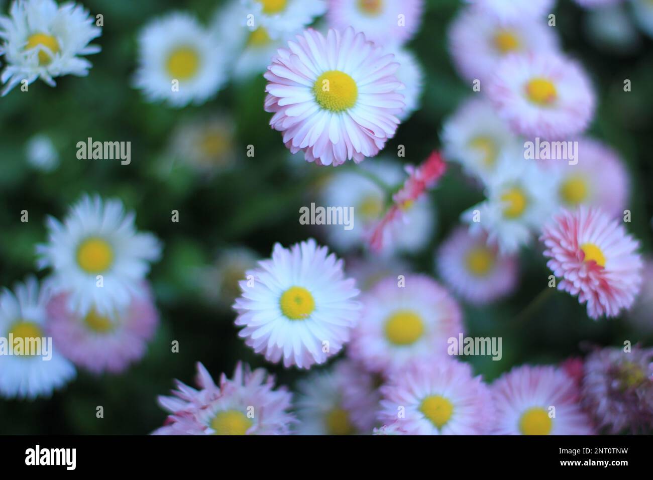 Daisy perennial flowers in a sunny garden , out of focus , blurred focus .Colorful pom-poms bloom. Spring nature background. Stock Photo